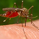 Image for article titled The 10 Creepiest Parasites